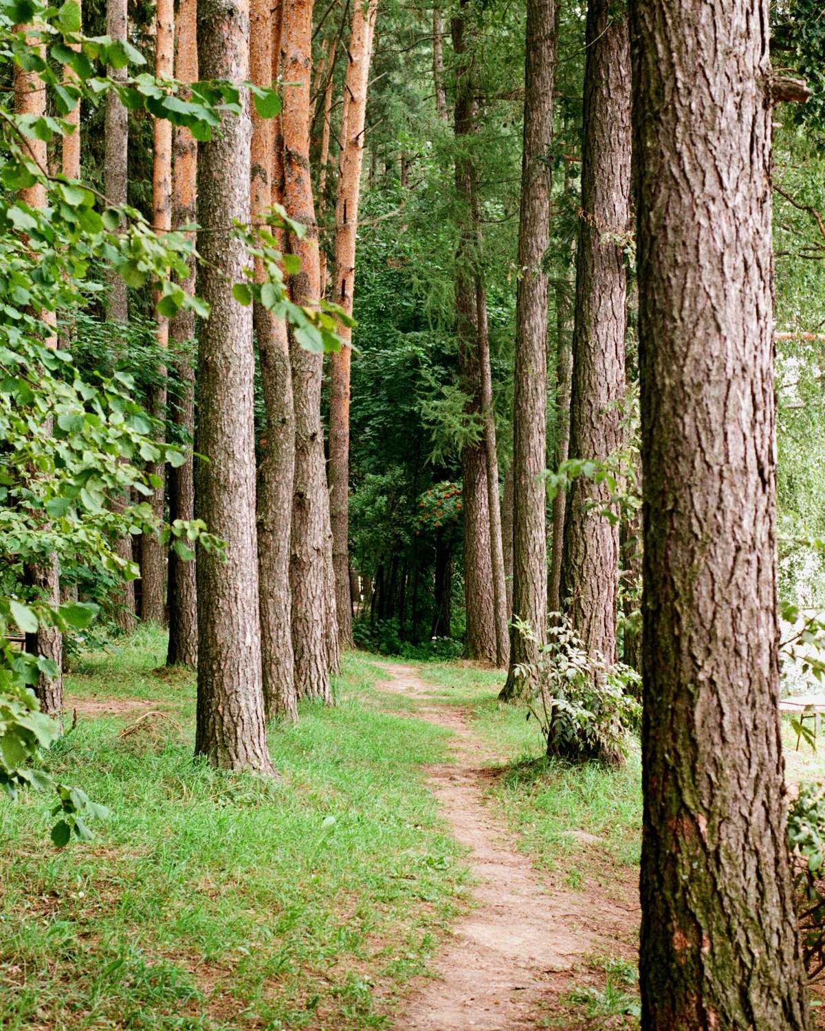 A dirt path between tall pine trunks