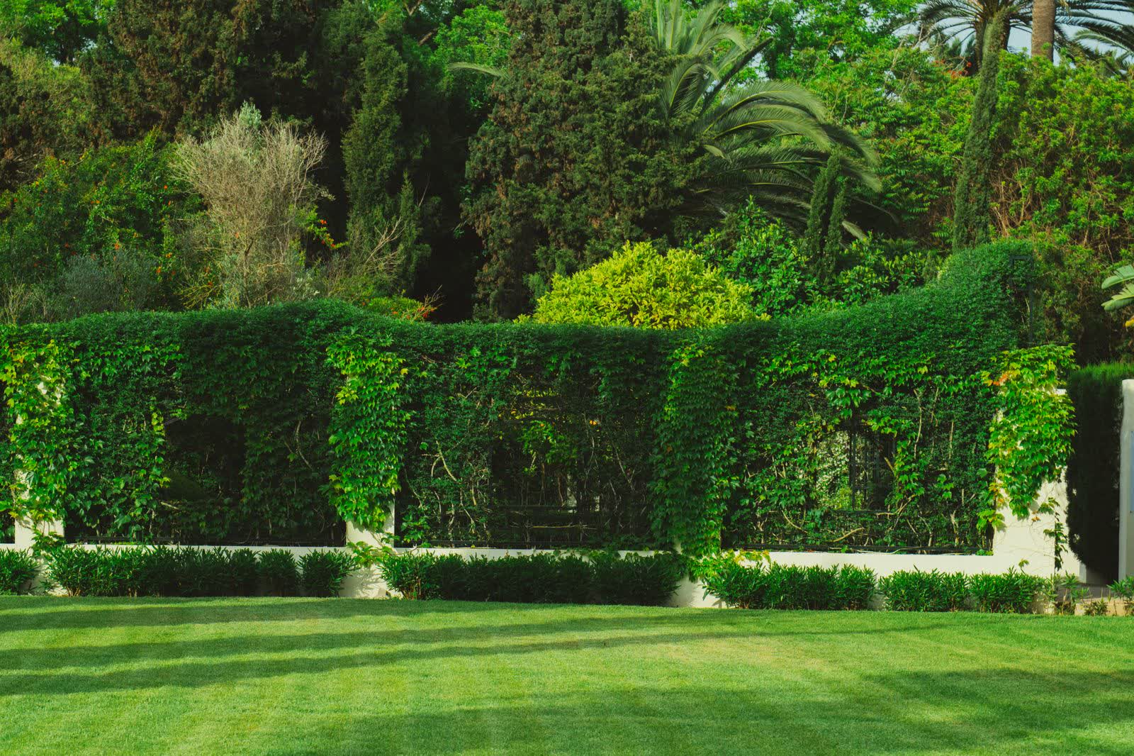A striped, freshly mown lawn in front of a clipped green hedge wall
