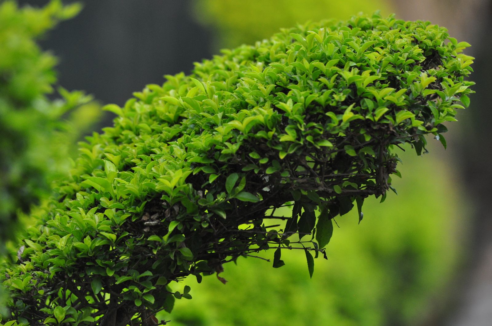 The flat top of a freshly trimmed green hedge